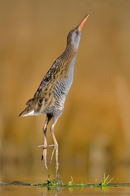 Rallus aquaticus / Waterral / Water Rail