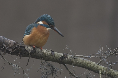 Een juveniele ijsvogel speurt naar een visje.