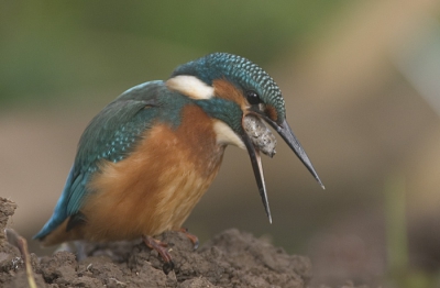 IJsvogel werpt braakbal uit.

EOS 10D met 300/2.8