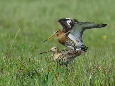 Canon 350d, 400 mm, 1/1600, F 7,1, ISO 400, uit de hand, crop