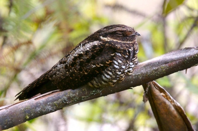 This is a wonderful Nightjar species which was rediscovere only in 1996 on the same location where this image was taken. So climbing on the steep trail in LL NP was worth to see many unique birds. Thanks to Husi's nice organisation we saw almost everything we wanted.

Canon EOS-1D Mark II N l EF 600mm f/4.0L IS USM l Extender EF 1.4x II

Hope you will also like this image even if this is not from our region.

Cheers: Szimi