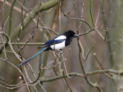 Eksters vind ik persoonlijk lastig te fotograferen door hun zwarte kop waardoor de ogen meestal moeilijk zijn te zien. Bij deze was dat dus wel gelukt lekker tussen de twijgen (het was in Maart...)