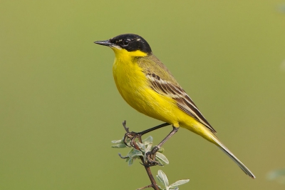 An interesting ssp. of the Yellow Wagtail from Romania. Many literature calls it domrowskii officially this is a M. f. feldegg.
Thank you all for the kind words sent for my previous post.
Comments and critics are highly appreciated.

Regards: Szimi

PS: if you are interested in my birding and photographing experience please visit my birding blog: http://www.szimistyle.com/index.php?page=birdingblog