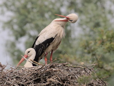 En rustig op het nest en n zichzelf wat aan het fatsoeneren. Ik vond de kombinatie van de (1 op zijn) koppen wel leuk.

Canon-20D, Partial belichting, 400mm, ISO-200, 1/500 sec., F8.0