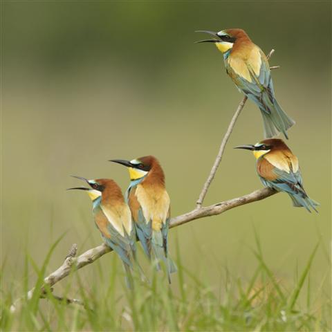 Vogel-ansichtkaart bijeneter  