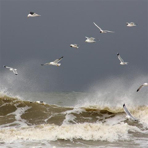 Vogel-ansichtkaart stormmeeuw