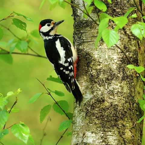 Vogel-ansichtkaart grote bonte specht