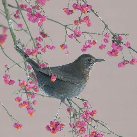 Vogel-ansichtkaart merel