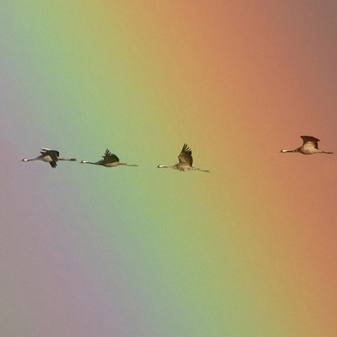 Vogel-ansichtkaart kraanvogels