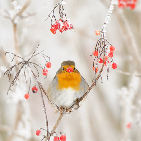 Vogel-ansichtkaart roodborst