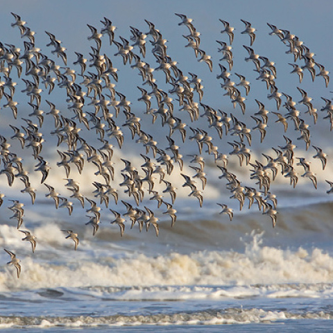 Vogel-ansichtkaart drieteenstrandlopers