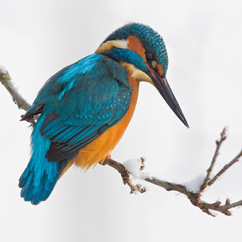 Vogel-ansichtkaart IJsvogel