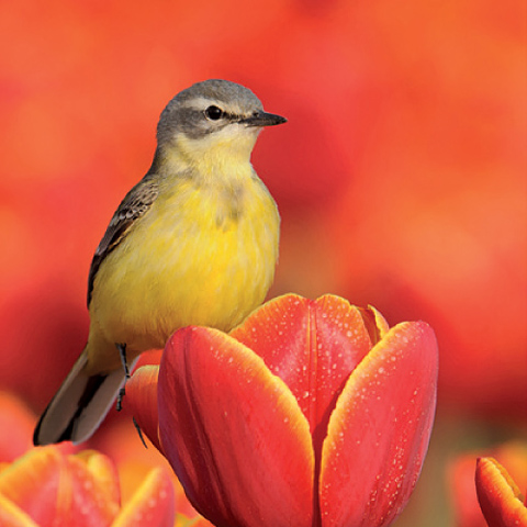 Vogel-ansichtkaart gele kwikstaart 