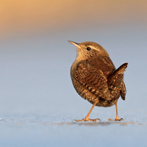 Vogel-ansichtkaart winterkoning