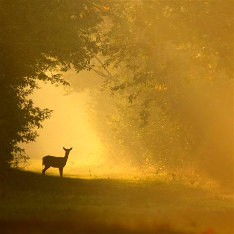 Vogel-ansichtkaart ree
