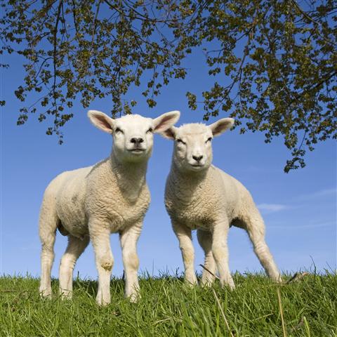 Vogel-ansichtkaart lammetjes