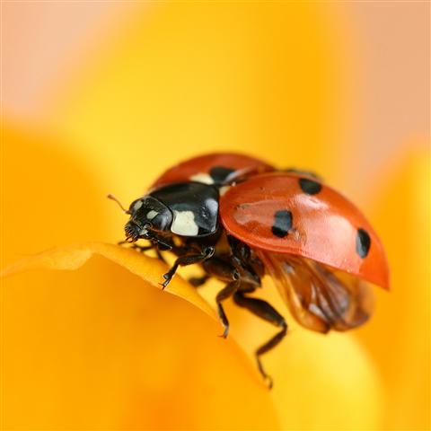 Vogel-ansichtkaart lieveheersbeestje