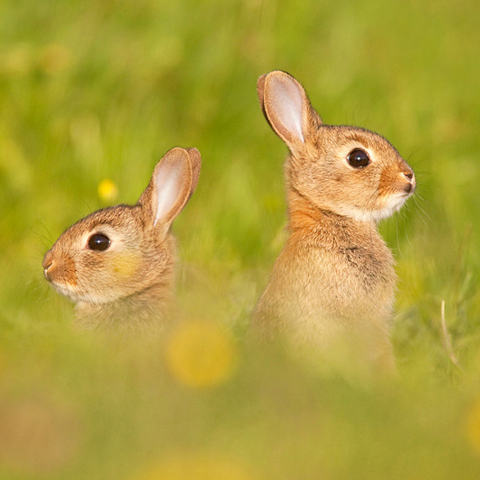 Vogel-ansichtkaart konijntjes 