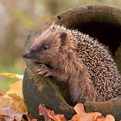 Vogel-ansichtkaart egel
