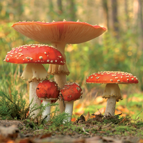 Vogel-ansichtkaart paddenstoelen 