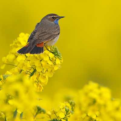 Vogel-ansichtkaart blauwborst