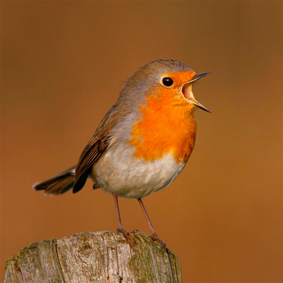 Vogel-ansichtkaart roodborst