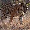 Tijger @ BirdingBreaks.nl