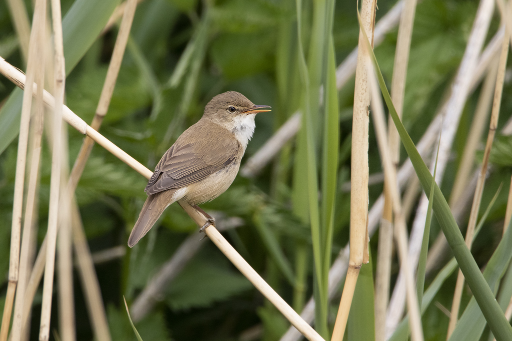 birdpix-nl-view-bird-picture-acrocephalus-scirpaceus-kleine