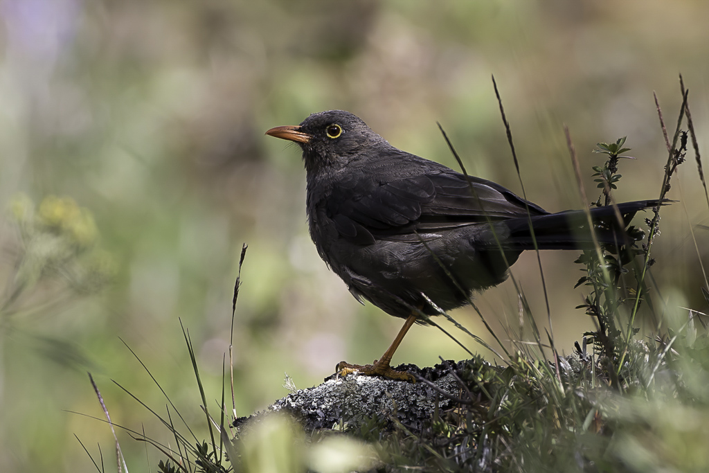Birdpix.nl View bird picture Turdus fuscater / Reuzenlijster