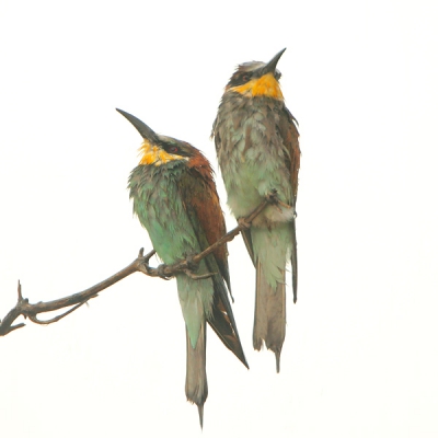 Deze soort wordt vrijwel altijd afgebeeld in schitterende omstandigheden. Hier waren de vogels drijfnat na 2 dagen vrijwel onophoudelijke zware regen. Het leverde afwijkende beelden op.