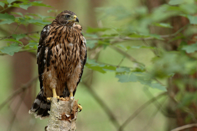 Tot mijn grote verbazing toevallig tegen gekomen in het bos