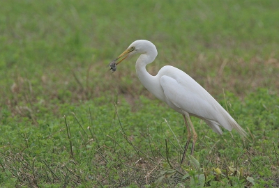 In een pas gemaaid veld deden tientallen buizerden, blauwe reigers en grote zilverreigers zich tegoed aan een overdaad aan muizen. In 10 minuten ving deze reiger 4 muizen. Helaas was het erg regenachtig.