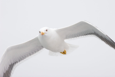 Foto is gemaakt op de veerboot Texel met 400mm 5.6. Het was grijs weer, maar dat geeft de foto een mooie achtergrond. De uitsnede is gewaagd, maar ik vond de kop er mooi uitkomen zo.