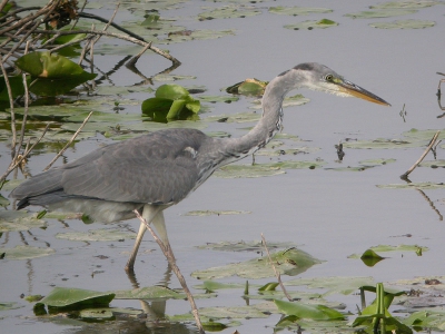 <i class='fa fa-user'></i> Paul Cools | Blauwe Reiger  <i class='fa fa-eye'> 700</i>  <i class='fa fa-thumbs-up'> 23</i>   <i class='fa fa-comment-o'> 7</i>