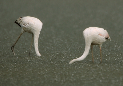 Wat doe je als het pijpestelen regent? Water giet? strontregent? Viffrankstukken plettert? Juist... net als struisvogels wil je het niet meer zien!