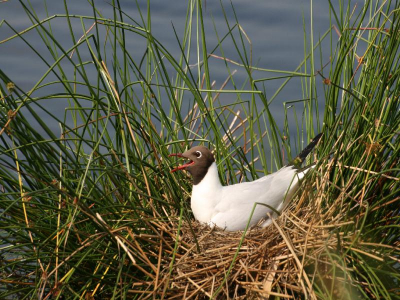 Ik ben een beginnend vogel fotograaf. Graag commentaar op de foto.