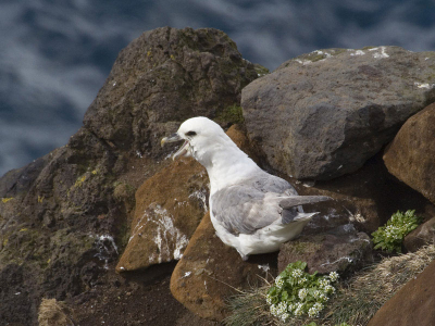 Genomen tijdens een vogelreis naar IJsland, aan de noordkant van het eiland. Schitterende plek om jan-van-genten, alken, zeekoeten en verschillende soorten meeuwen te zien.