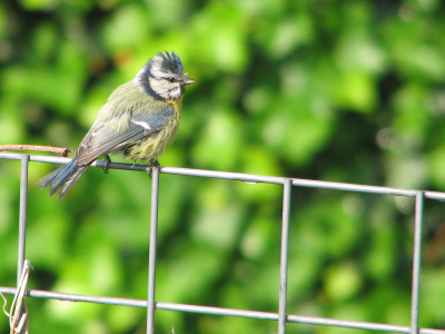 Een stoere pimpelmees (kuif) poseerde in mn tuin!