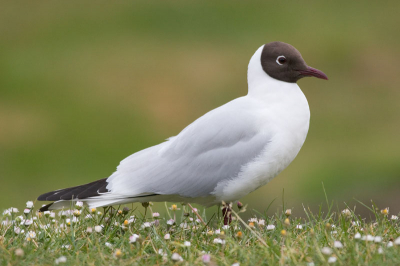 Van alweer een tijdje geleden. Deze kokmeeuw liet zich mooi fotograferen. Vind em wel geslaagd door die bloemetjes en achtergrond. Met 400mm 5.6.