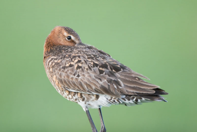 Ook in de ruststand blijven ze waakzaam