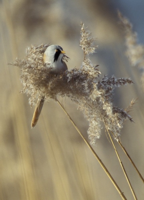 AWD Zandvoort. Wanneer je stil bij de rietkraag blijft staan komen de Baardmannetjes vanzelf boven in de rietpluimen om te eten, to op 8 meter afstand!
Techniek: Sensia 100 diafilm; Nikon F100 body; Nikon Nikkor AF-I 400mm/f:2.8; Nikon TC-20E 2x converter.
1/90 sec bij f:8.0
Zonnig weer, nagenoeg geen wind.