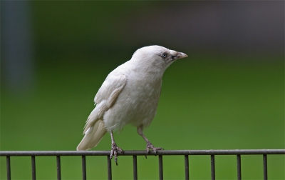 De 'ino' Kauw van Leiderdorp.