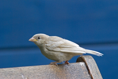 Dit jonge huismusje is wel erg wit, weet de juiste reden niet maar het was iets met een afwijking in de pigmenten van de veren.