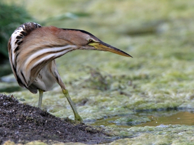 Deze woudaap draaide zich plotseling om toen er een kikkertje achter hem in het water plonsde. Hoewel het waterpeil in de East River met de dag zakte viel er nog genoeg te halen tussen de groene smurrie. 
Canon EOS 20D met EF 500/4.0 L USM IS + EF 1,4x Extender II. 1/160; F8; ISO 400; - 2/3 stop; op rijstzak vanuit auto.