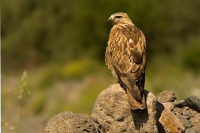 Ook ik ben dit jaar naar lesbos geweest,en heb mogen genieten van oa deze arendbuizerd.
Alle commentaar is welkom omdat ik niet zo goed ben met ps
Gr Arian
www.foto-centrale.nl