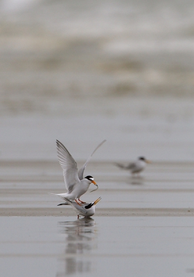 miniserieje "vogels in landschap"