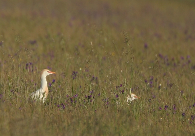 bijna in de vergetelhoek geraakt, nu geplaatst in het kader van "vogels in landschap"