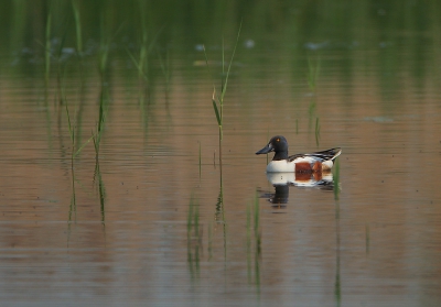 Een laatste - niet echt in landschap, wel in biotoop.