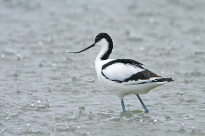 In de regen levert weer net even een ander plaatje op.