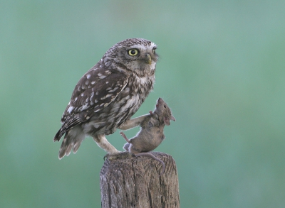 Bird picture: Athene vidalii / Steenuil / Little Owl